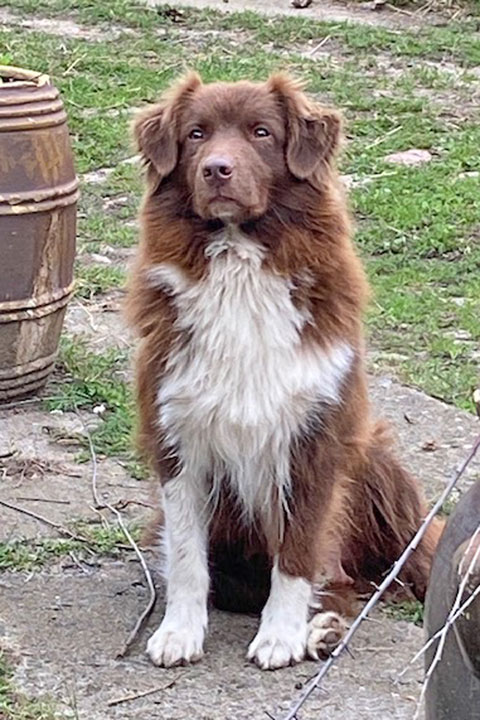 Australian-Shepherd Zucht Sachsen-Anhalt