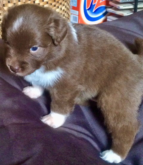 Australian Shepherd Welpen Sachsen-Anhalt