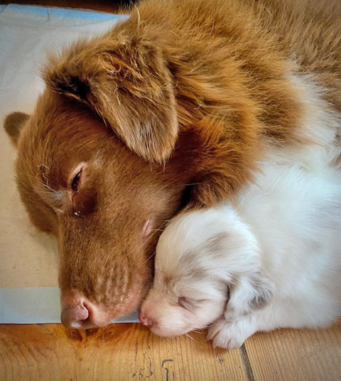 Australian Shepherd Welpen Sachsen-Anhalt