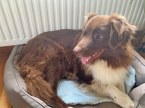 Australian Shepherd Welpen Sachsen-Anhalt