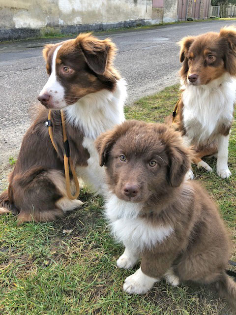 Australian Shepherd Welpen Sachsen-Anhalt