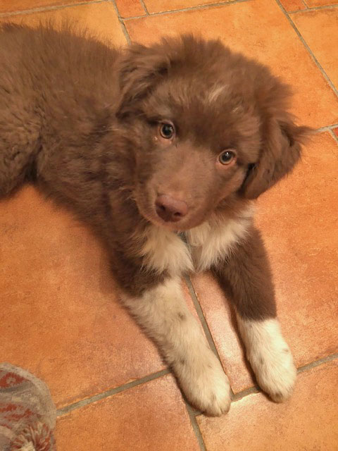 Australian Shepherd Welpen Sachsen-Anhalt