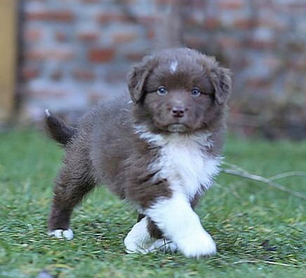 Australian Shepherd Welpen Sachsen-Anhalt