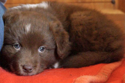 Australian Shepherd Welpen Sachsen-Anhalt