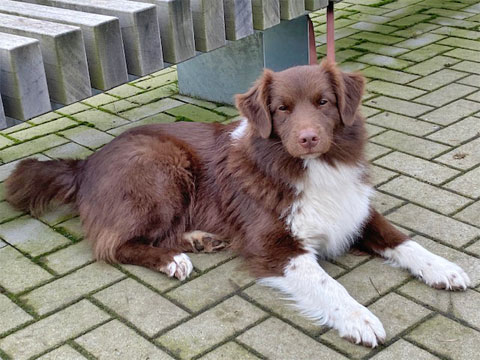Australian Shepherd Welpen Sachsen-Anhalt