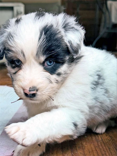 Australian Shepherd Welpen kaufen