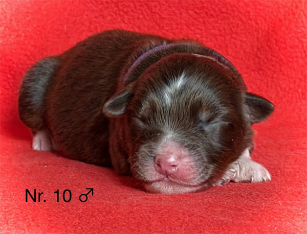 Australian Shepherd Welpe 1 Woche alt – kleiner Welpe im Wurf