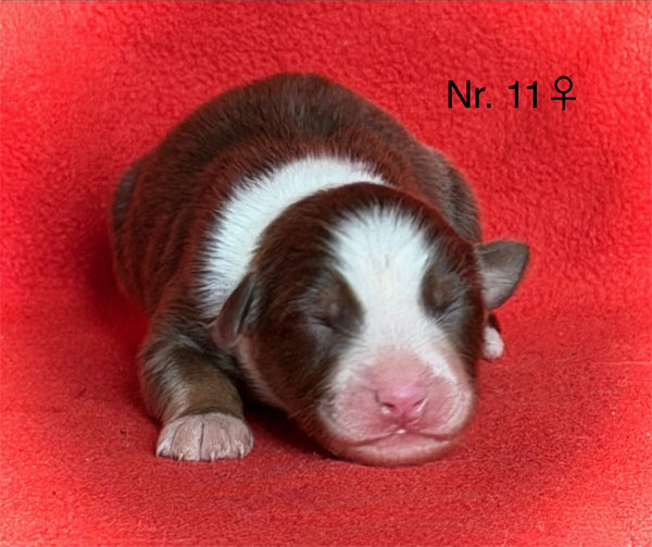 Australian Shepherd Welpe im Wurf – Entwicklung mit einer Woche