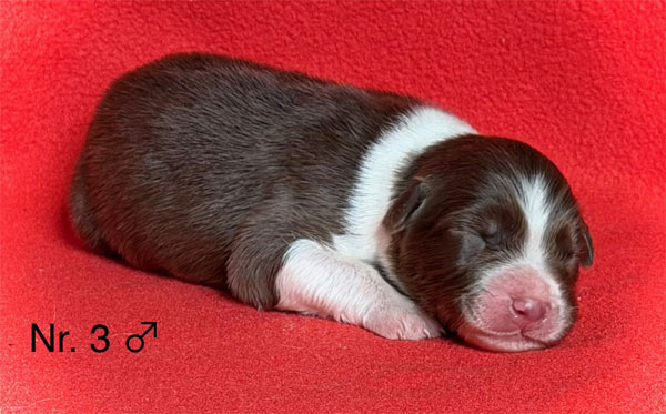 Australian Shepherd Welpen eine Woche alt beim Schlafen
