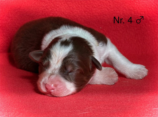 Australian Shepherd Welpe 1 Woche alt