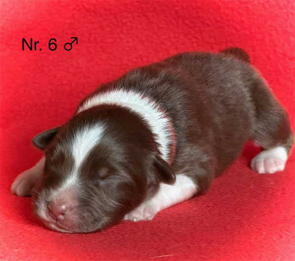 Australian Shepherd Welpe mit 7 Tagen