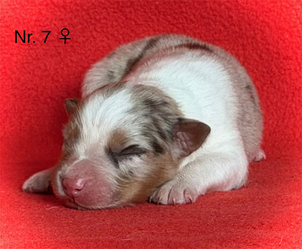Australian Shepherd Welpe erste Lebenswoche