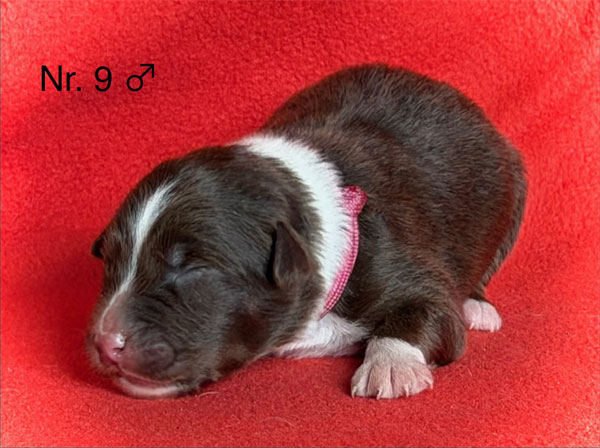 Australian Shepherd Welpe aus liebevoller Aufzucht – eine Woche alt