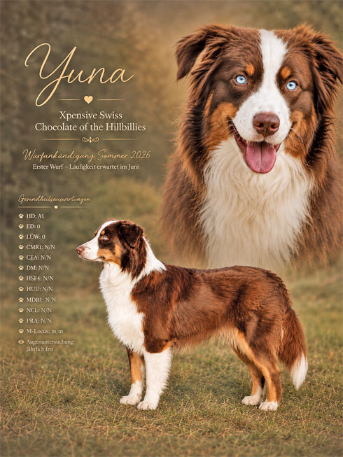 Australian Shepherd Welpen kaufen